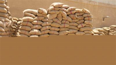 توريد 318 ألف طن قمح لشون وصوامع المنيا 