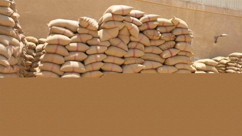 توريد محصول القمح