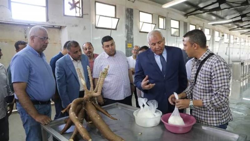 نجاح زراعة الكاسافا