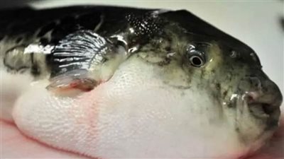 عاجل..صحة القليوبية: سمكة الأرنب فيها سم قاتل