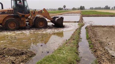 بالصور.. لجان تزيل مشاتل الأرز المخالفة في الغربية