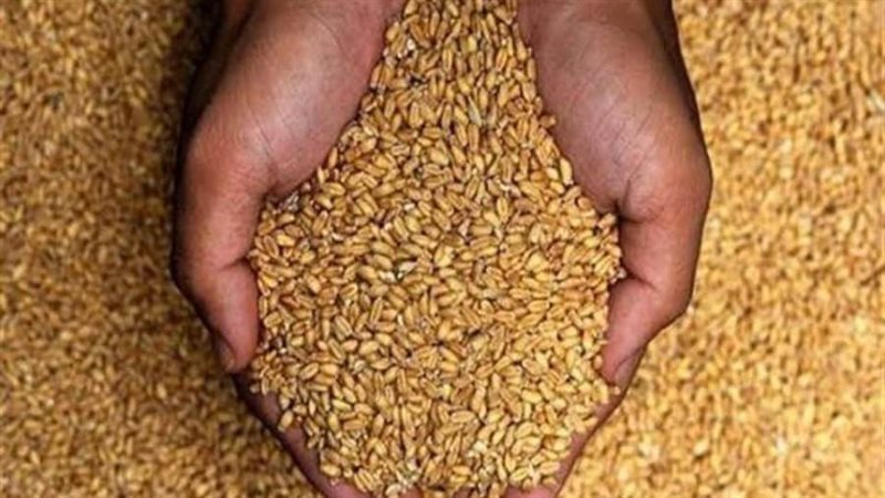 توريد محصول القمح