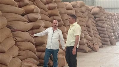 منذ بدء الموسم.. توريد 352 ألف طن قمح بشون وصوامع المنيا