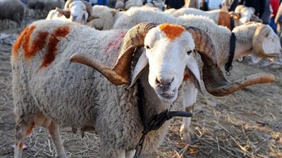 نصائح مهمة من الأطباء البيطريين حول شراء الأضحية وتحذر من طرق الغش 