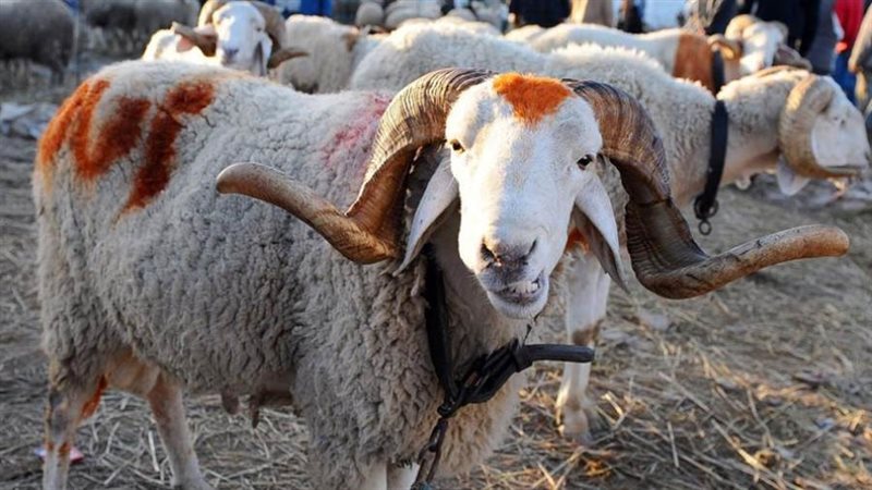 شراء الأضحية