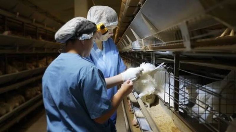 حقن الدواجن