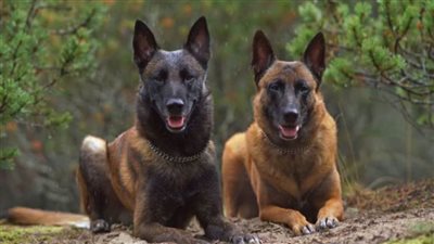 بسبب الكلاب.. تركيا تفرض حجراً صحياً على مناطق بالجنوب