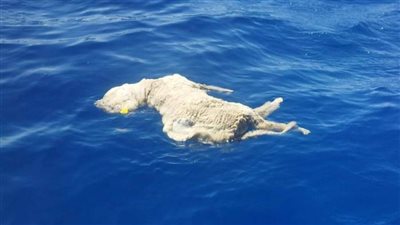 مؤسس الإنقاذ البحري: إلقاء الخراف كارثة بيئية كبيرة في عرض البحر الأحمر 