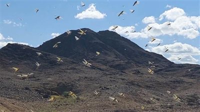 القصير يوجه بمواصلة أعمال مكافحة الآفات وتقديم الدعم للمزارعين