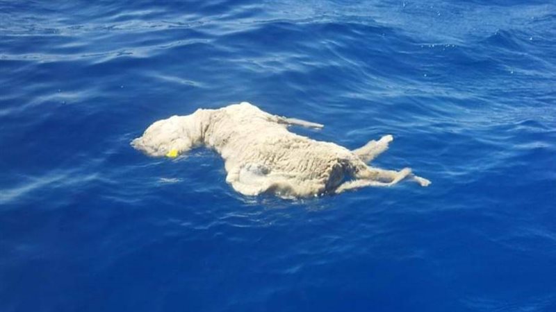 الخراف النافقة في