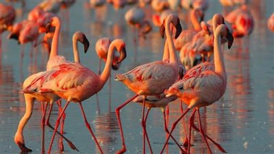 محمية بحيرة ناكورو الوطنية: واحة الحياة البرية والطبيعة الخلابة