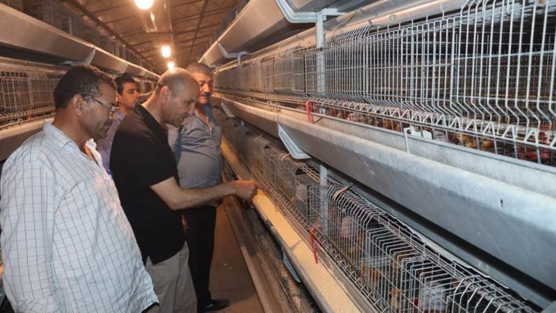 مشروع الدواجن ببنى