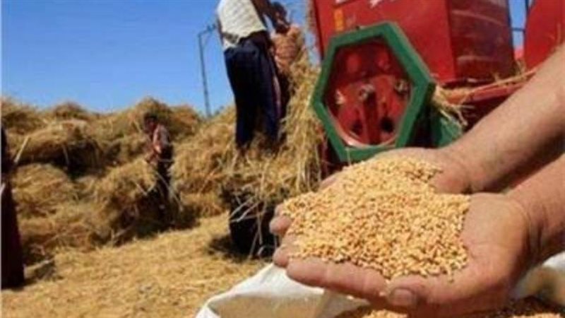 قمح ارشيفية