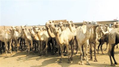 البيع فى «دراو» بـ«كلمة شرف»