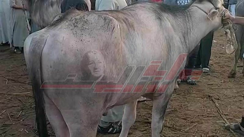 أسواق الأضاحي بكفرالشيخ