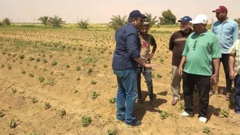 محصول القطن