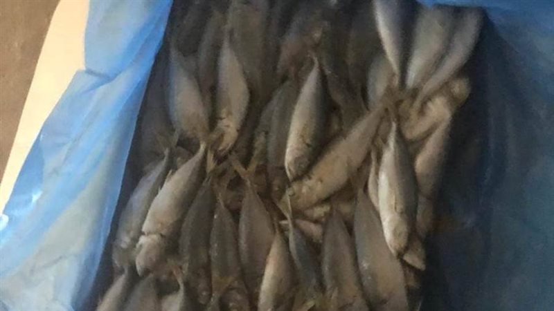 ضبط أسماك 7,5 طن