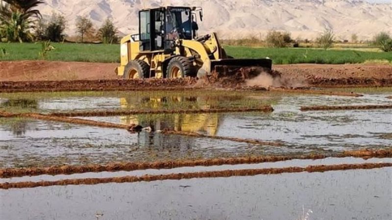 ازالة زراعات الارز