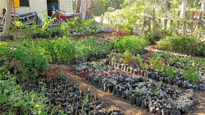 زراعة 327 ألف شجرة وتجميل الحدائق والمتنزهات العامة بكفر الشيخ