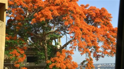  بالصور.. حملات مكثفة للتشجير والتجميل في الغربية لمواجهة التغيرات المناخية