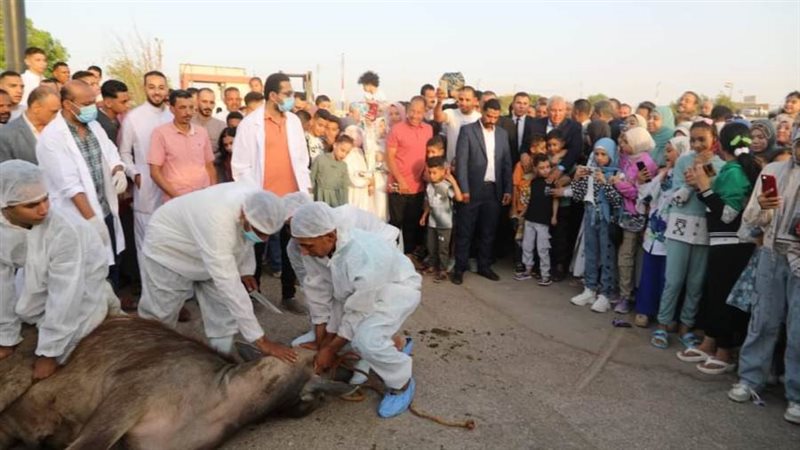 نحر الاضحية بالوادى