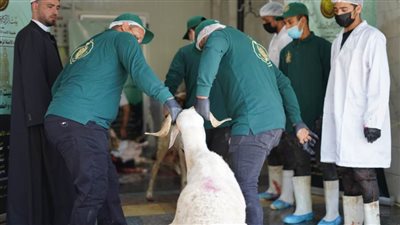«بيت الزكاة» يستكمل ذبح أضاحي العيد.. لليوم الثاني لتوزيعها على 300 ألف أسرة