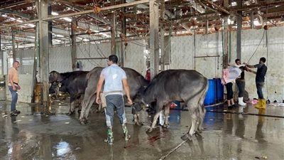 ذبح ٩ رؤوس ماشية وتوزيعها على مستحقيها بمراكز ومدن محافظة الإسماعيلية 