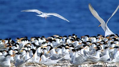 روكي المصرية: جزيرة الأسرار والجمال الخفي بالبحر الأحمر