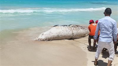 وزارة البيئة للمواطنين: لا داعي للقلق الحيتان لا تمثل خطورة على الإنسان