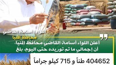 شون وصوامع المنيا تستقبل 405 آلاف طن من محصول القمح لموسم حصاد 2024 