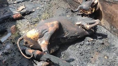 نشوب حريق بمزرعة نخيل في الوادي الجديد 