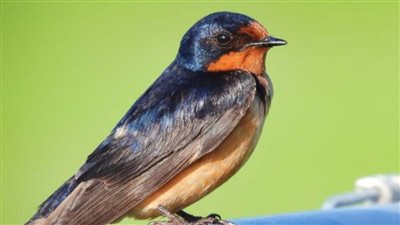 طائر السنونو صديق الإنسان وعدو الحشرات