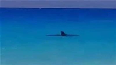 معهد علوم البحار يشكل مجموعات للبحث عن حوت بالإسكندرية