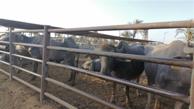 محافظ أسيوط: طرح 3 محطات تسمين تابعة لمشروع الثروة الحيوانية بالمحافظة للإيجار فى مزاد علني