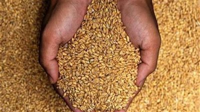 شون وصوامع المنيا تواصل استقبال القمح وتوريد 414 ألف طن
