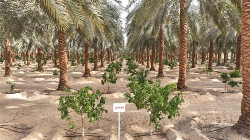 مشروع استصلاح وزراعة