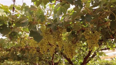 عاجل| بالفيديو.. معلومات الوزراء داخل مشروع توشكى الخير