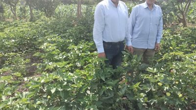 وكيل وزارة الزراعة يتفقد المحاصيل الصيفية وصرف الأسمدة بالغربية