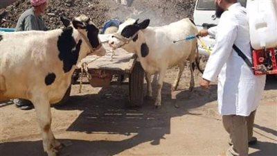 تجريع وترقيم ورش 105رؤوس ماشية بقافلة بيطرية بقرية قراجة في الشرقية 