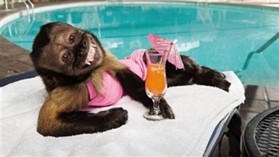 ثروة ورفاهية.. لن تصدق! حيوانات تمتلك ملايين الدولارات وتنافس البشر