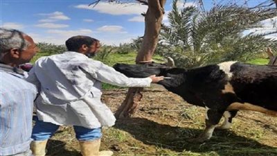  تجهيز فرق بيطرية استعدادًا للحملة القومية الثانية لتحصين المواشي في الغربية