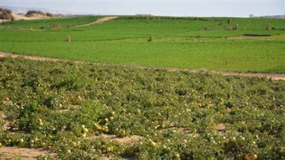 زراعة الوادي الجديد تحذر من ري الأراضي الزراعية في وقت الظهيرة