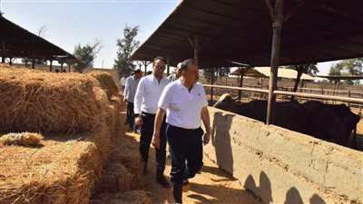 محافظ أسيوط يتفقد بدء أعمال تطوير محطة بني سند للماشية ضمن خطة تطوير مشروع الثروة الحيوانية