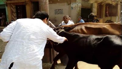 انطلاق فعاليات الحملة القومية لتحصين المواشي في الغربية ضد الحمى القلاعية