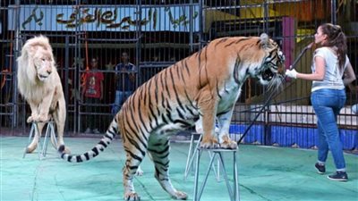 لأول مرة.. حفلات لسيرك 