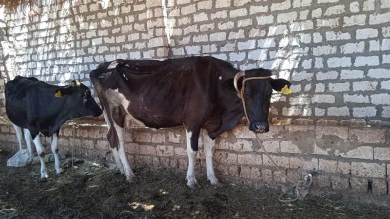 روؤس ماشية في الوادى