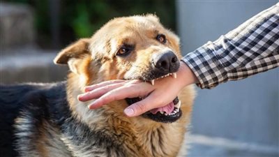 ارتفاع حصيلة حالات عقر كلب مسعور بمدينة إدفو إلى 12 حالة بأسوان