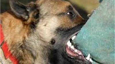 كلب مسعور يعقر 4 أشخاص بأسيوط 