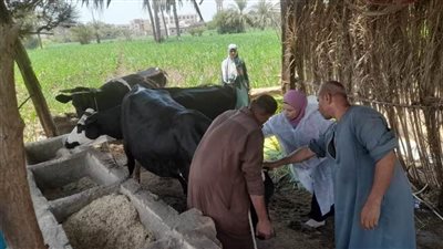 بدء الحملة القومية الثانية لتحصين الماشية ضد الحمى القلاعية وحمى الوادي المتصدع بالمنيا 