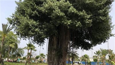 اكتشف أعرق الأشجار الأثرية بالإسكندرية.. شجرة التين الهندي بحديقة الشلالات